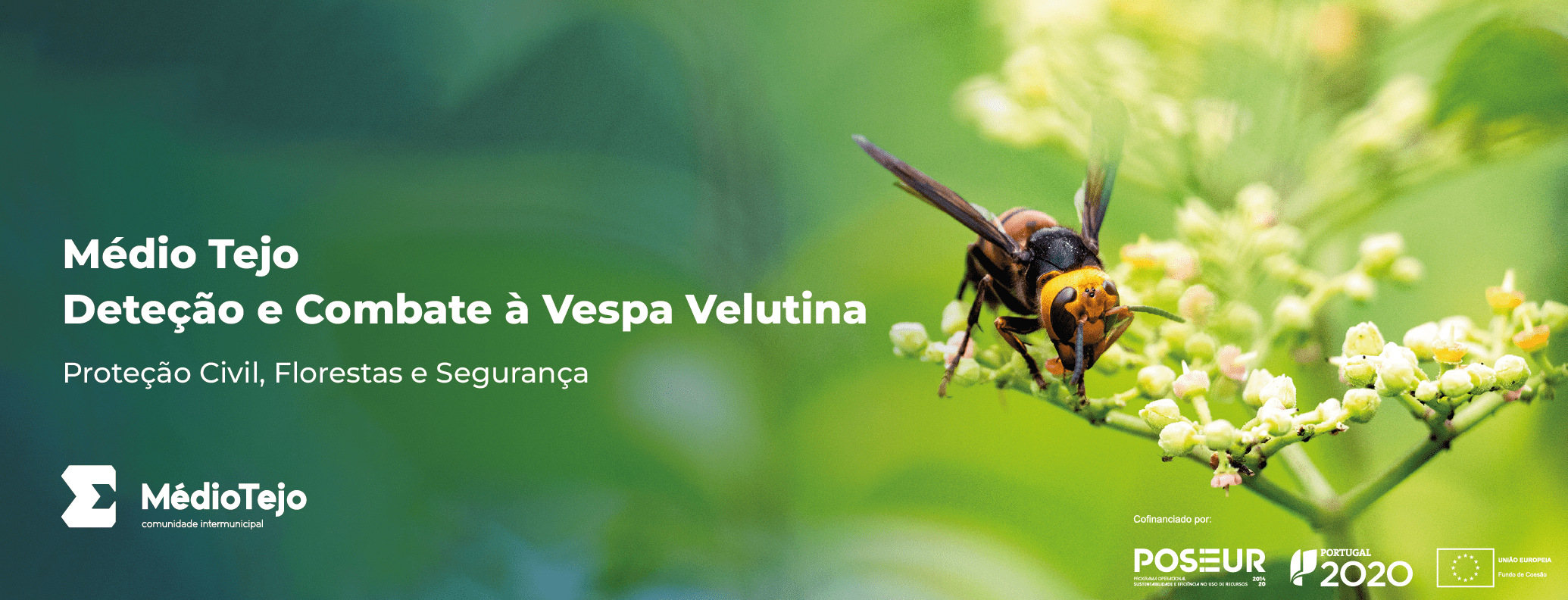 Vespa Velutina banner